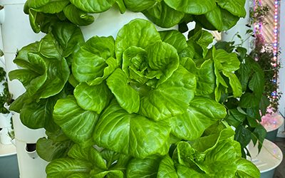 Top 10 Lettuces to Grow on the Tower Garden