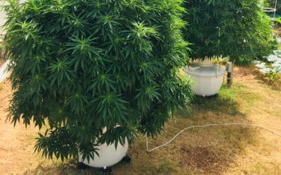 Can You Grow Marijuana in a Tower Garden?