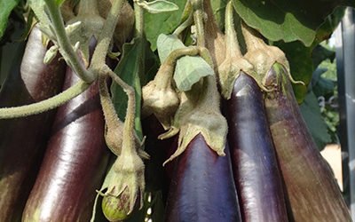 Growing Aeroponic Eggplant/Aubergine on a Tower Garden