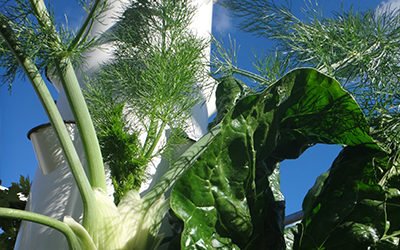 How To Grow Aeroponic Fennel on a Tower Garden