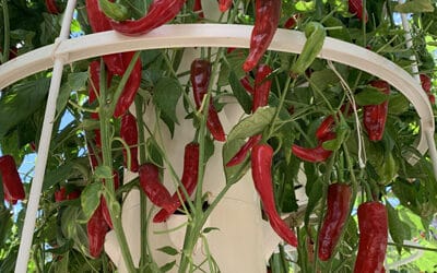 How to grow peppers on a Tower Garden