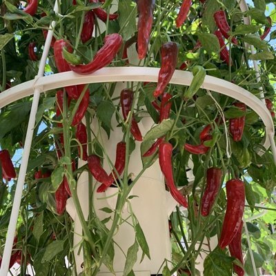 How to grow peppers on a Tower Garden