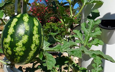 Growing Aeroponic Melons on a Tower Garden