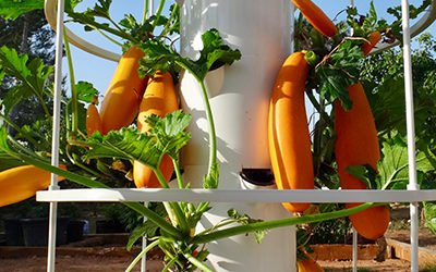 Growing Zucchinis, Courgettes, and Marrows on a Tower Garden
