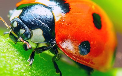 Beneficial insects for your garden and Tower Farm
