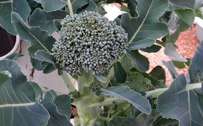 Aeroponic Broccoli on a Tower Garden