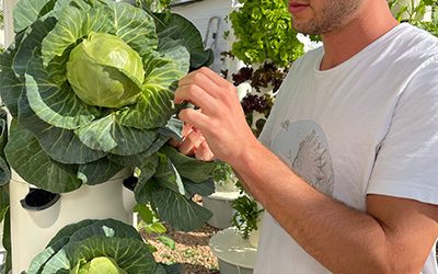Vertical Farming with Aeroponic Cabbage and Lettuce