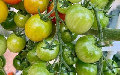 Can I grow tomatoes and peppers on my Tower Garden inside my house?