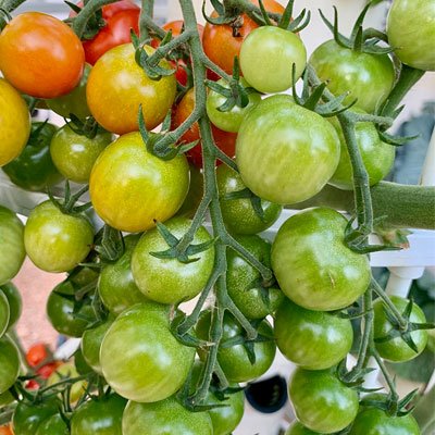 Pouvez-vous faire pousser des tomates et des poivrons sur un Tower Garden à l’intérieur ?
