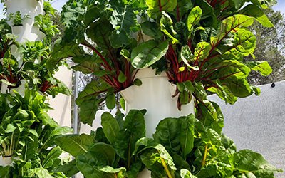 Growing Aeroponic Chard on a Tower Garden