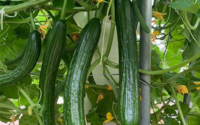 Vertical farming with cucurbits on a Tower Garden