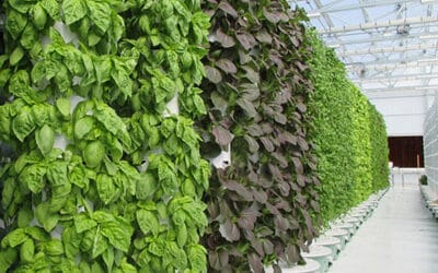 Examples of Aeroponic Tower Farms