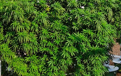 Growing aeroponic marijuana on a Tower Garden