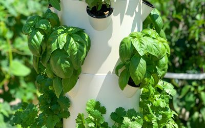 Vertical Farming with Basil on Aeroponic Towers