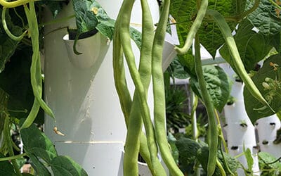 Growing Beans on a Tower Garden