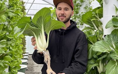 How to Grow Bok Choy on an Aeroponic Tower