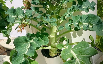 How to Grow Brassica Vegetables on a Tower Garden