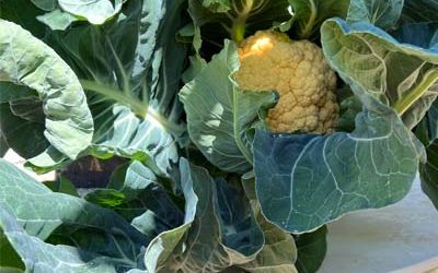 Vertical Farming with Cauliflower on Aeroponic Towers