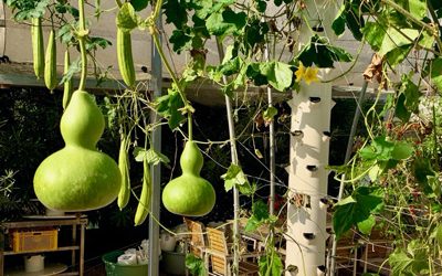 Gourds on a Tower Garden