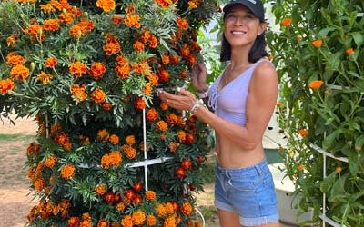 Growing marigolds to attract beneficial insects while repelling pests in a vertical farm