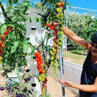 Aeroponic tomatoes on a Tower Garden