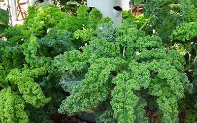 Growing kale on a Tower Garden