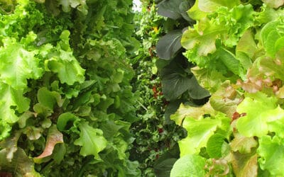 Growing leafy greens and herbs in a commercial Tower Farm