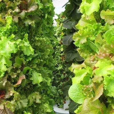 Coltivare verdure a foglia verde ed erbe aromatiche in una Tower Farm professionale