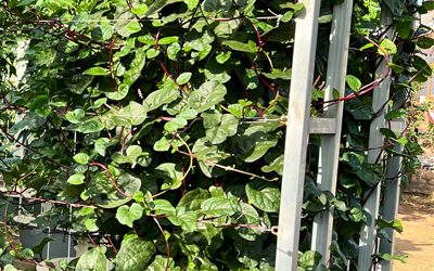 Growing Red Malabar Spinach on Aeroponic Towers