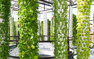 What is the difference between a regular aeroponic Tower Garden and the microgreens (baby greens) Tower Garden?