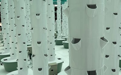 Vertical Farming with Aeroponic Towers in the Middle East