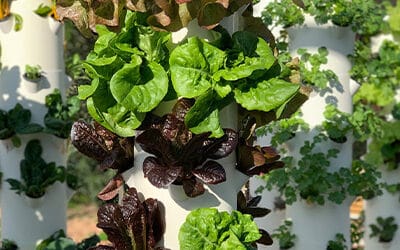 Optimal Conditions and Production Rates for Tower Farms using Tower Garden Technology