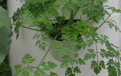 Aromatic Herbs on a Tower Garden