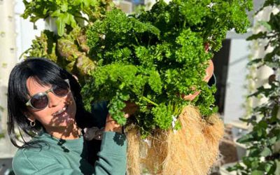 Strategies for growing curly parsley on Aeroponic Towers