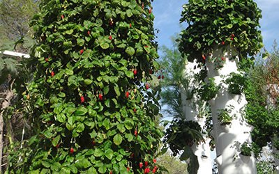 Growing aeroponic strawberries on a Tower Garden