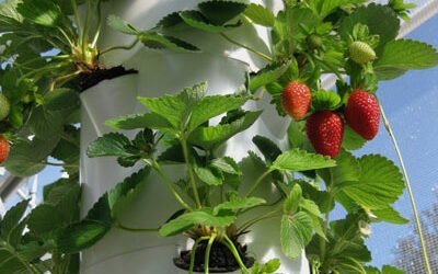 Growing strawberries commercially in a Tower Farm