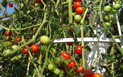 Growing Tomatoes on a Tower Garden