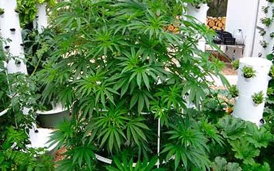 Tower Garden® aeroponic systems for marijuana and cannabis clones