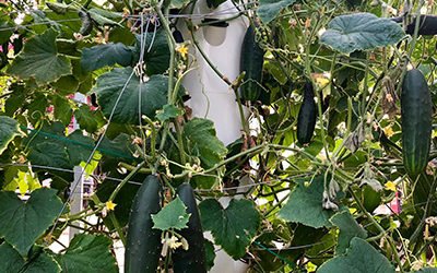 Growing hydroponic cucumbers on a Tower Garden