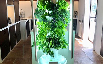Growing crops on a Tower Garden Indoors