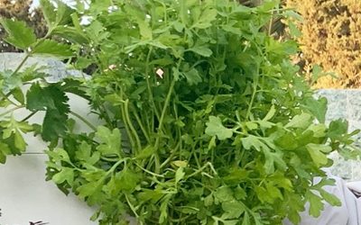 Can You Grow Watercress in a Tower Garden?