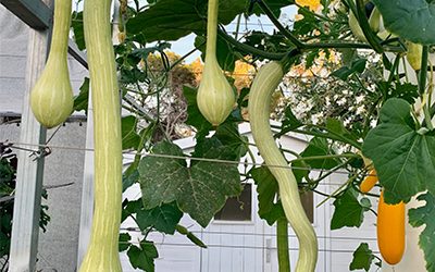 Can You Grow Tromboncino in a Tower Garden?