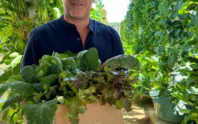 Vertical Farming in Portugal with Aeroponic Towers
