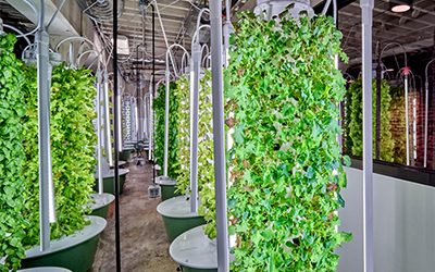 Vertical Farming with Tower Farms in Restaurants