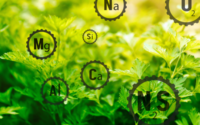 Macronutrients and Micronutrients in Plant Fertilizers